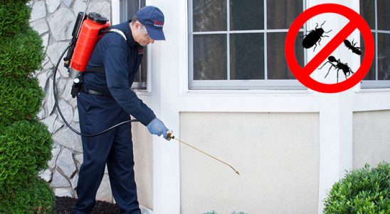 Didim Kene İlaçlama böcek ilaçlama ve haşere kontrolü — ilaclama-tr.com